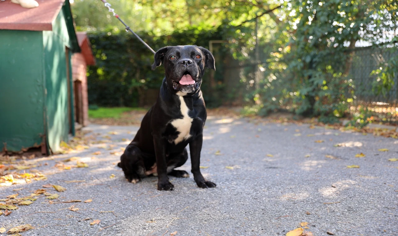 Köpeği sahiplen, aşısı, maması Ataşehir Belediyesi'nden